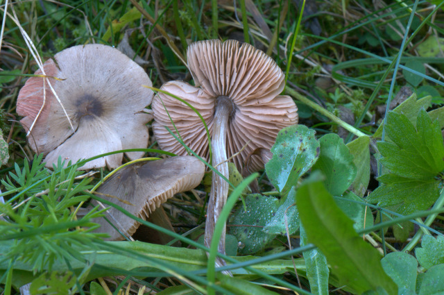 Entoloma conferendum